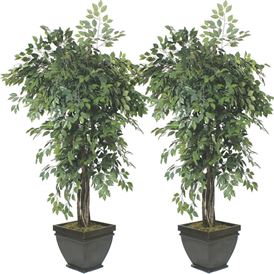 FICUS TREES